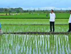 Aktivis Papua Desak Penghentian Proyek Satu Juta Hektar Sawah di Merauke